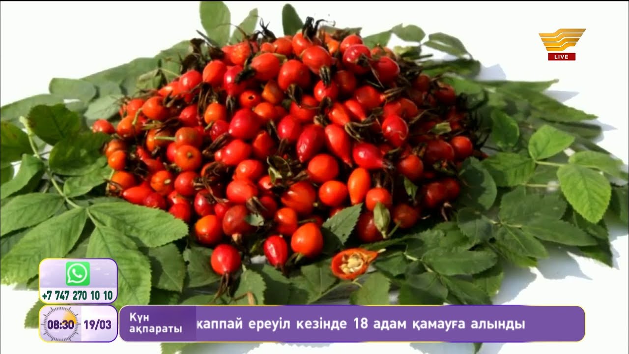 Итмұрын өсімдігінің емдік қасиеттері
