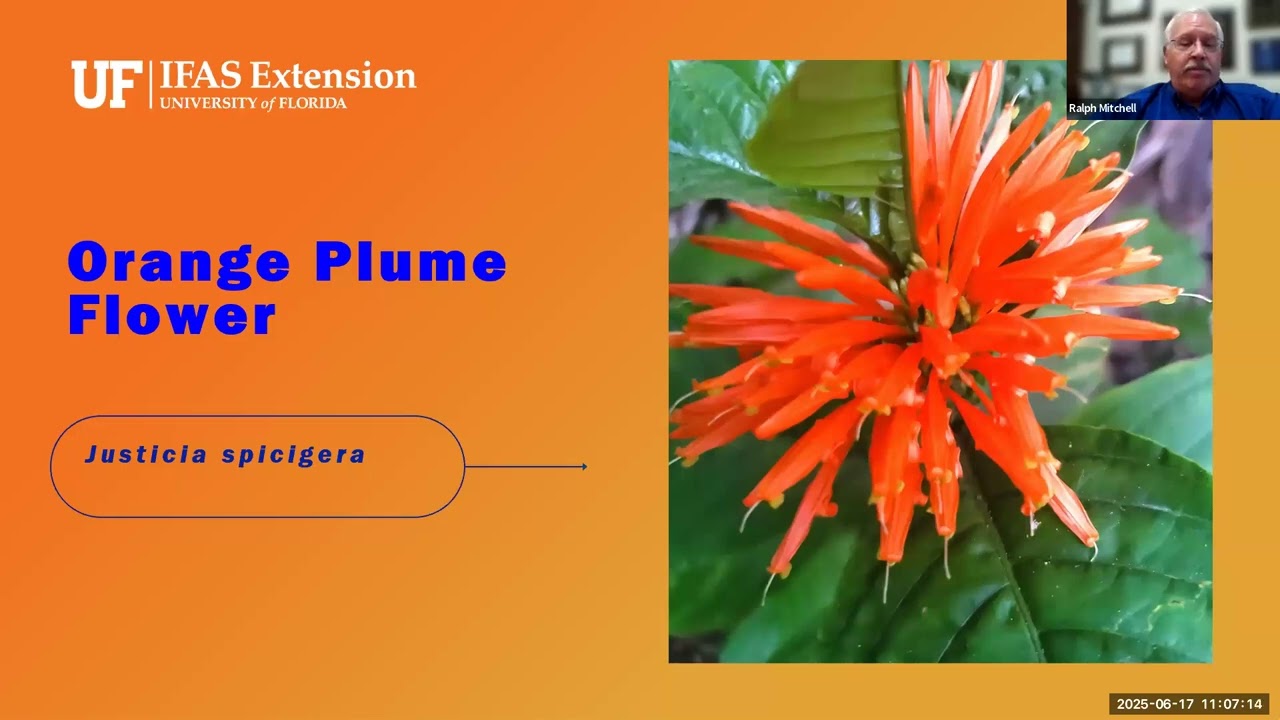 Colorful Plants in the Florida Landscape