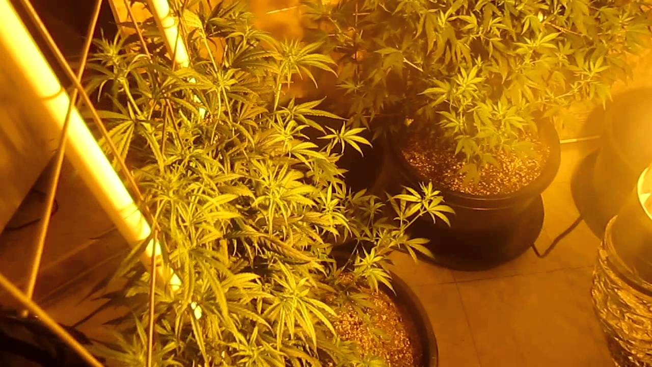 vertical scrog day 15