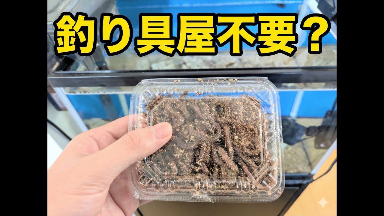 【長期飼育】自宅でアオイソメ養殖してみた【養殖】