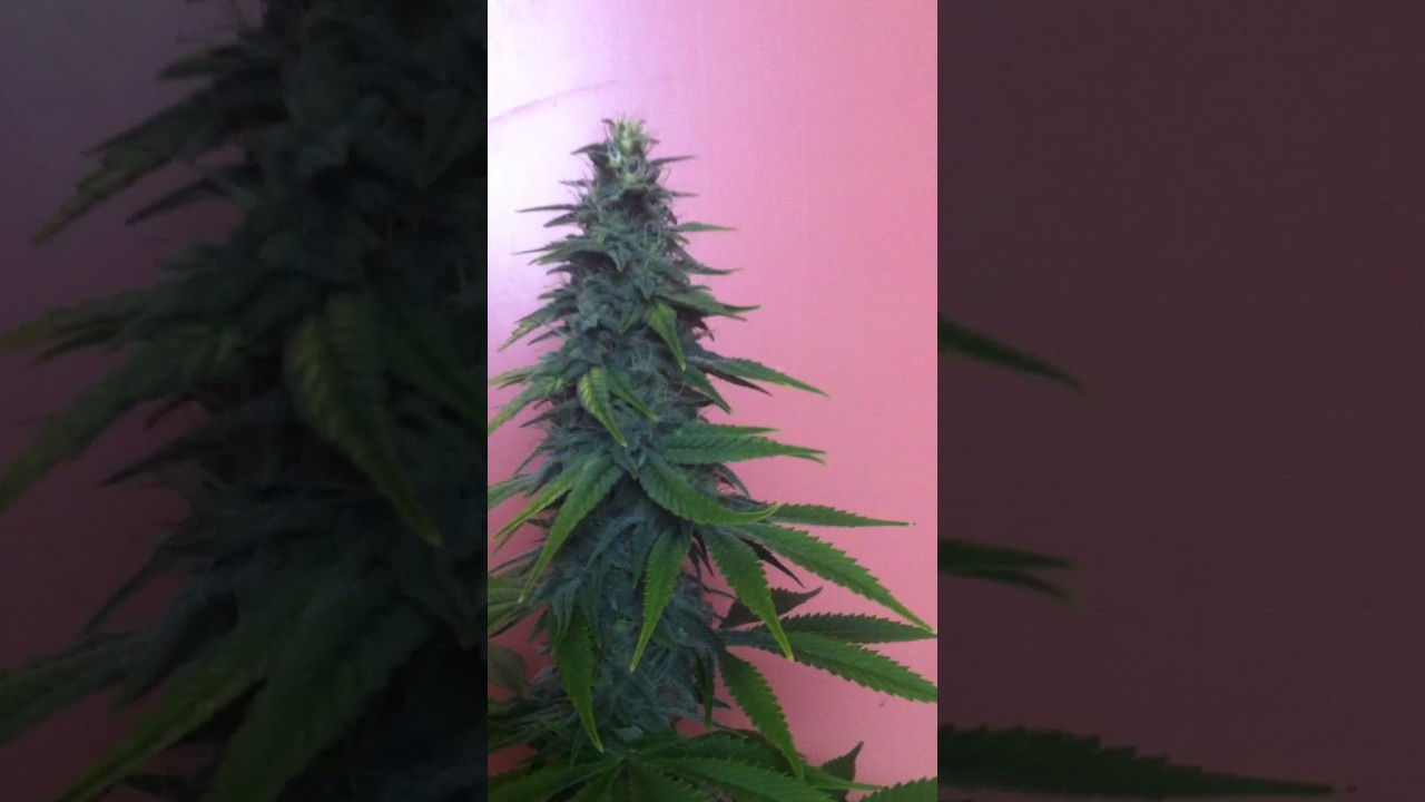 Peppermint kush plant#2