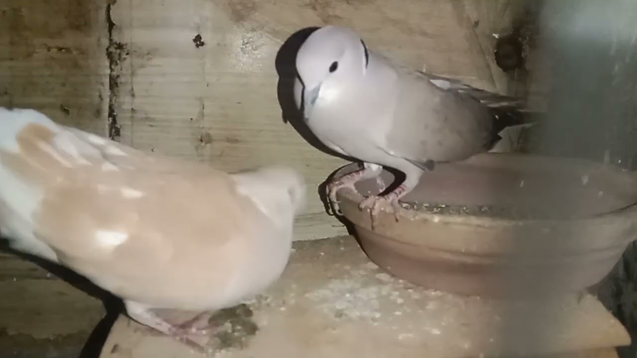 Assalamualaikum guys my first vlog with birds#channel like and subscribe#YouTube new channel