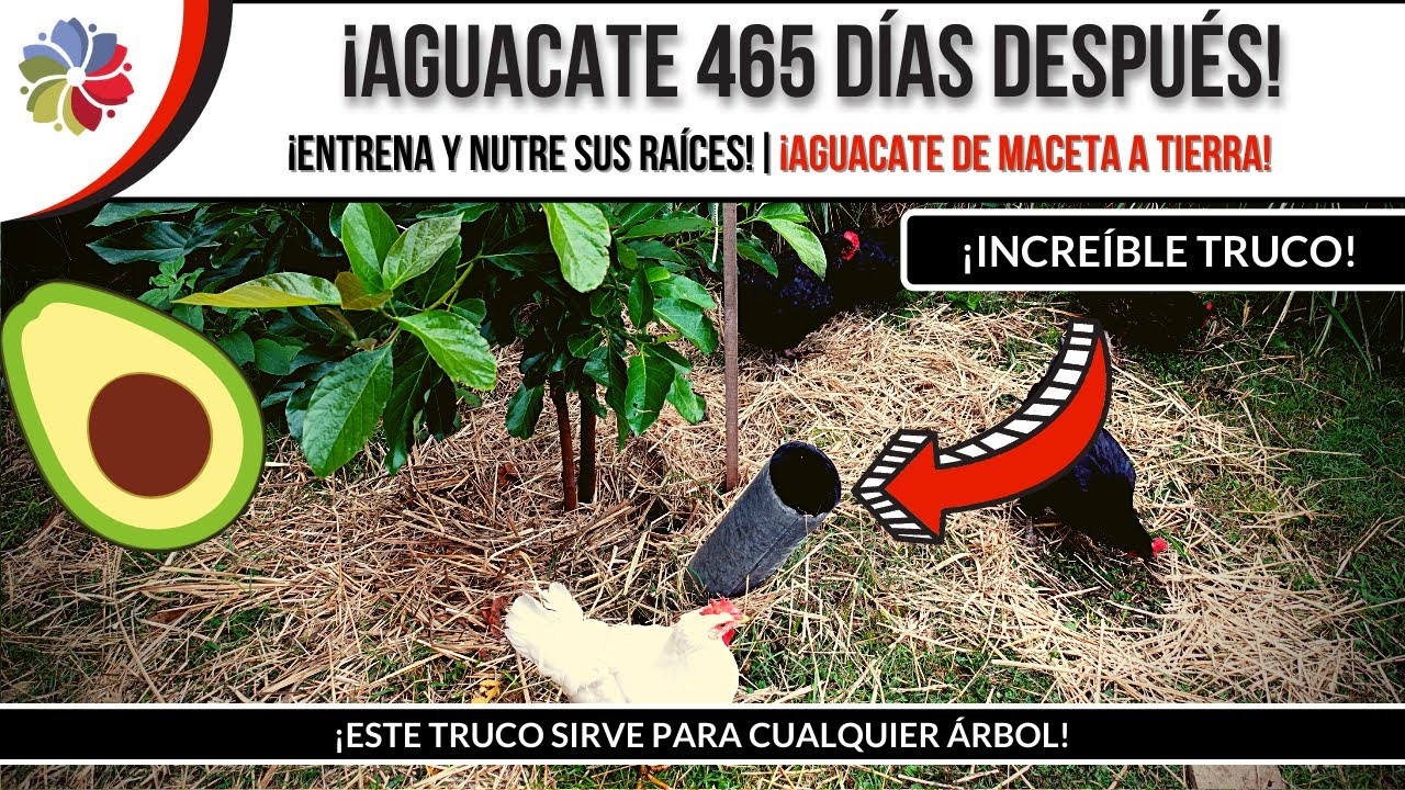 🌳 NO ESPERES AÑOS para cosechar tu AGUACATE o PALTA - EL MEJOR MÉTODO CONOCIDO - 465 DÍAS DESPUÉS.