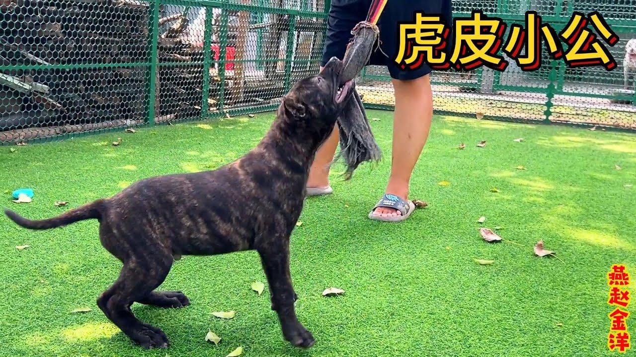 加纳利虎皮小公