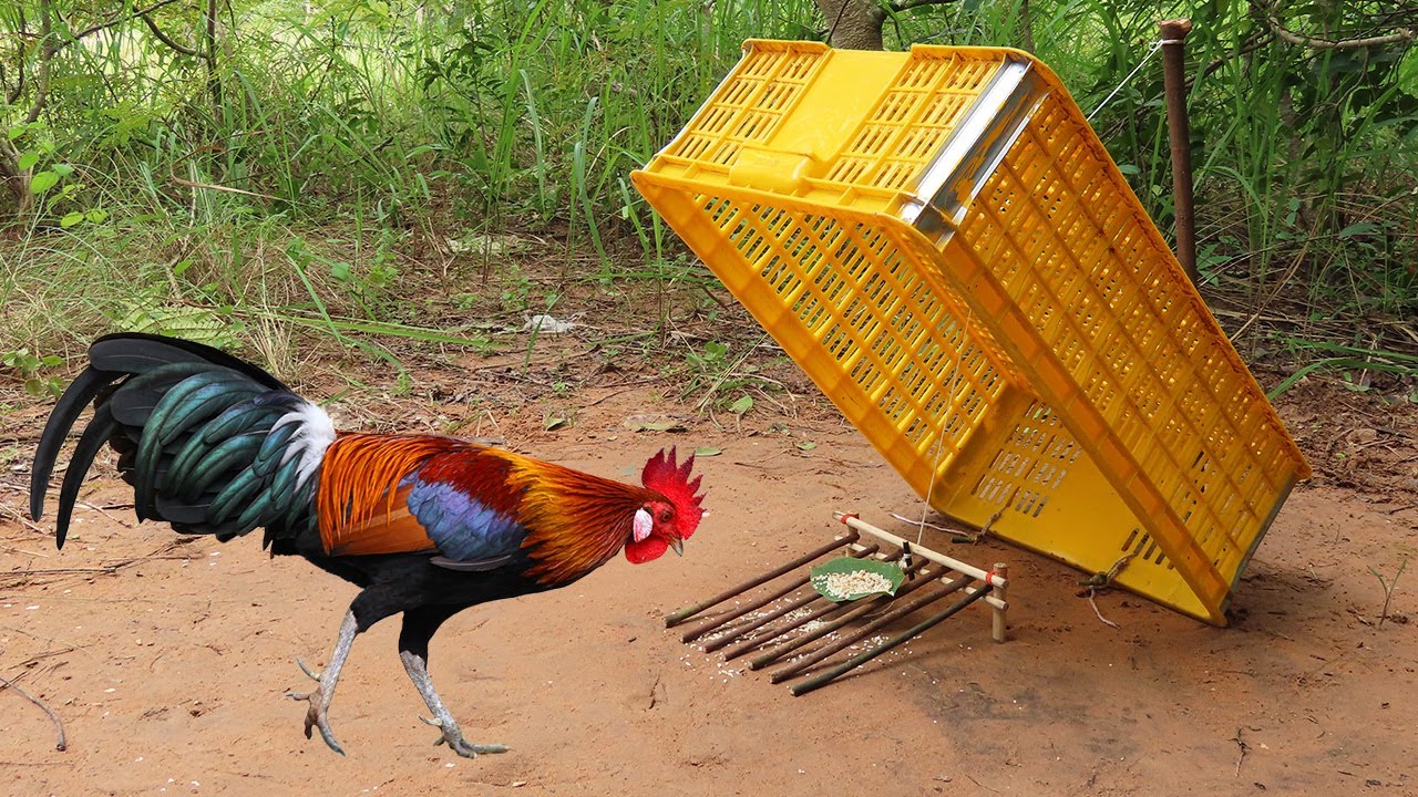 Simple DIY Wild Chicken Trap Using Basket And Woods - Traditional Wild Chicken Trap That Work 100%