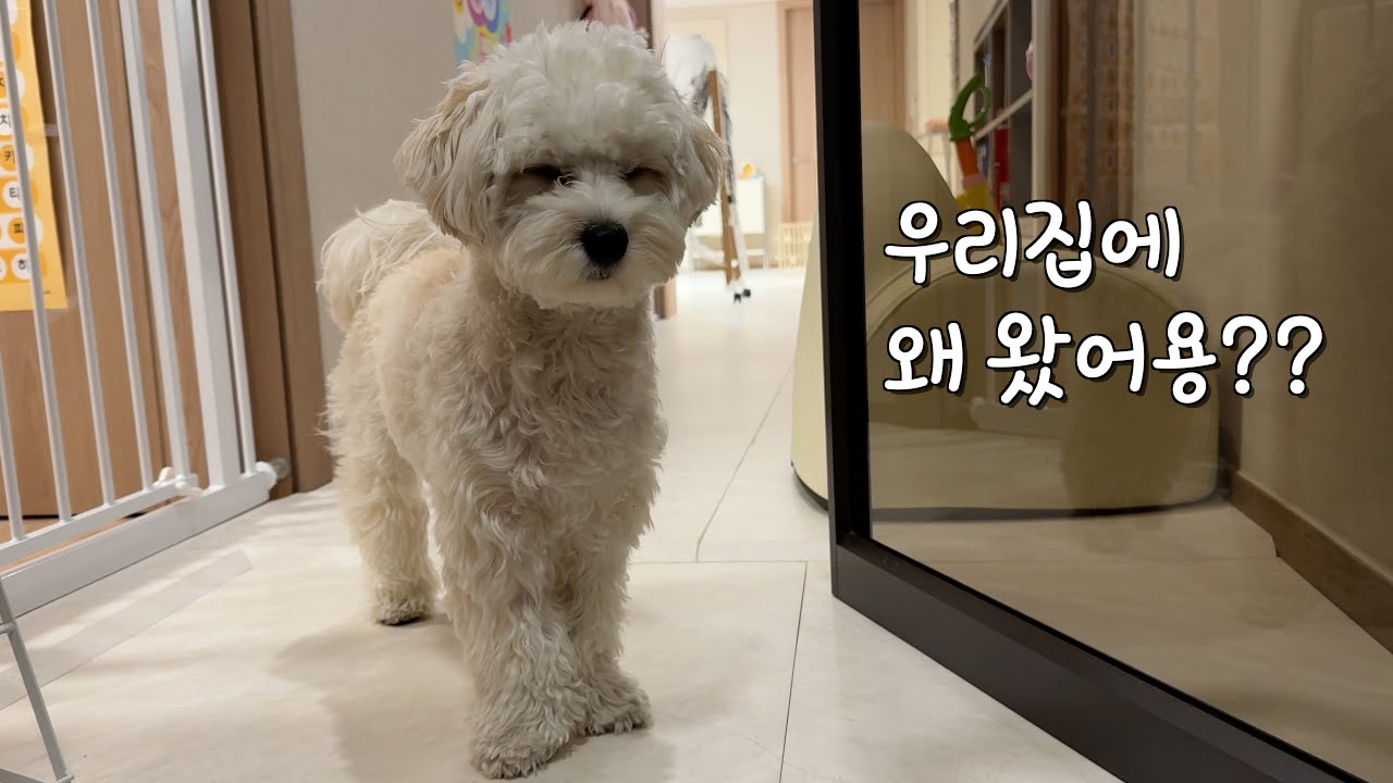 주인 없는 집에 혼자 남겨진 강아지 납치해서 돌봐주면 생기는 일 ㅋㅋㅋ