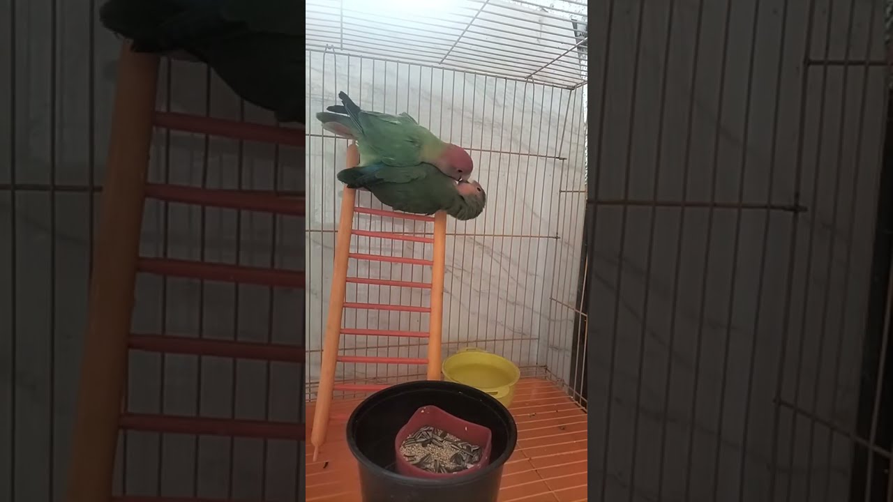 African Love Birds🐥 is live!