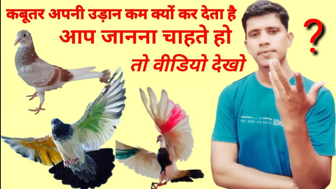 Kabutar Apne udan kam kyo kar dete He aap Janna chahte ho to video dekho ?