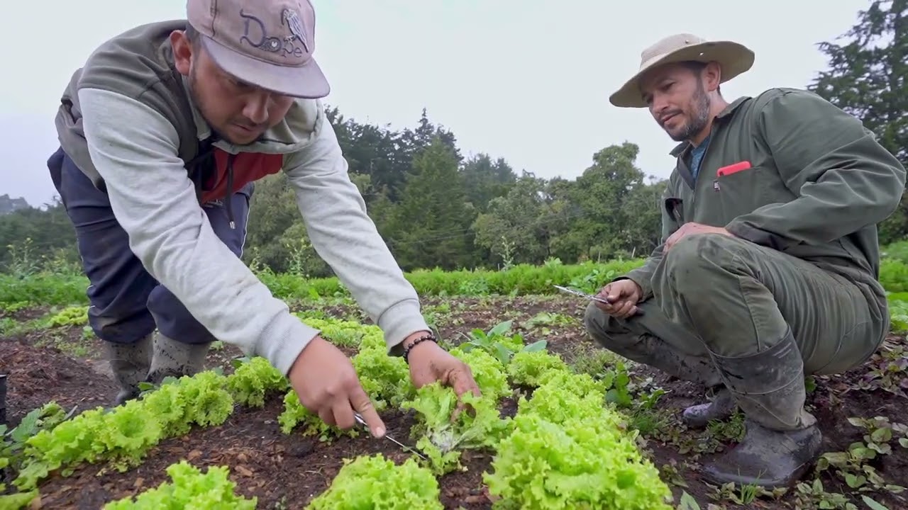 M5L3 Labores culturales en Hortalizas - Curso Introducción Agricultura Regenerativa
