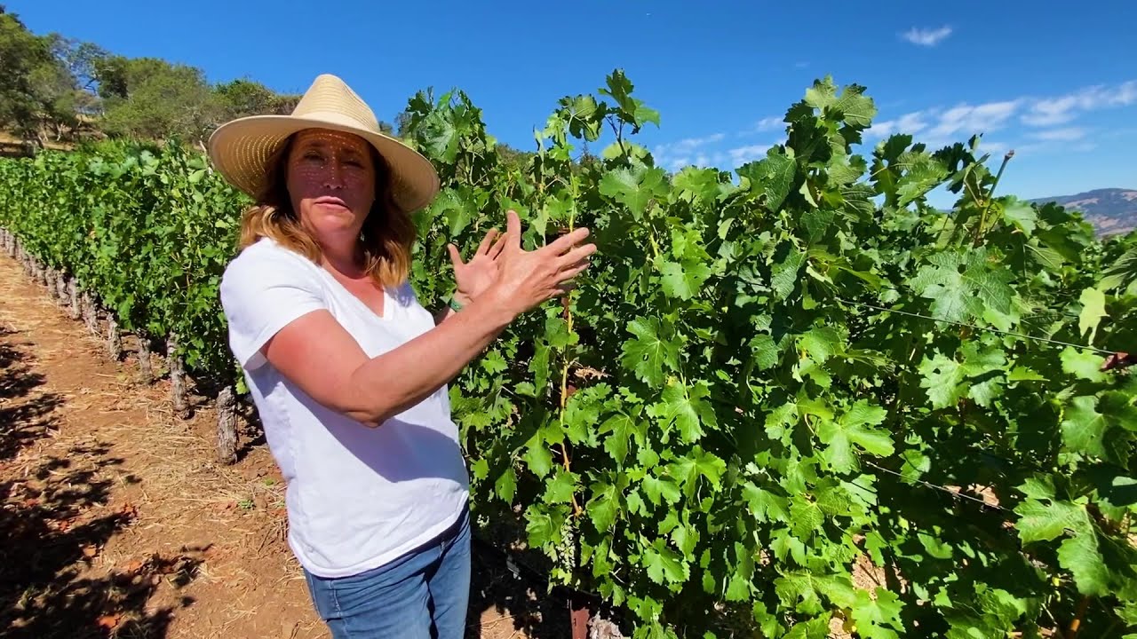 In the Vineyard with Colgin's Allison Tauziet