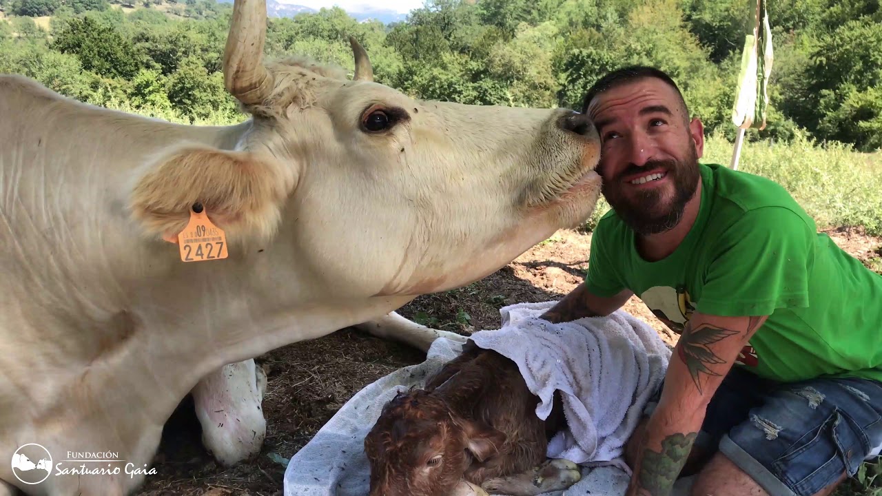 Freser | Vaca agradecida por haberle salvado la vida a su hija