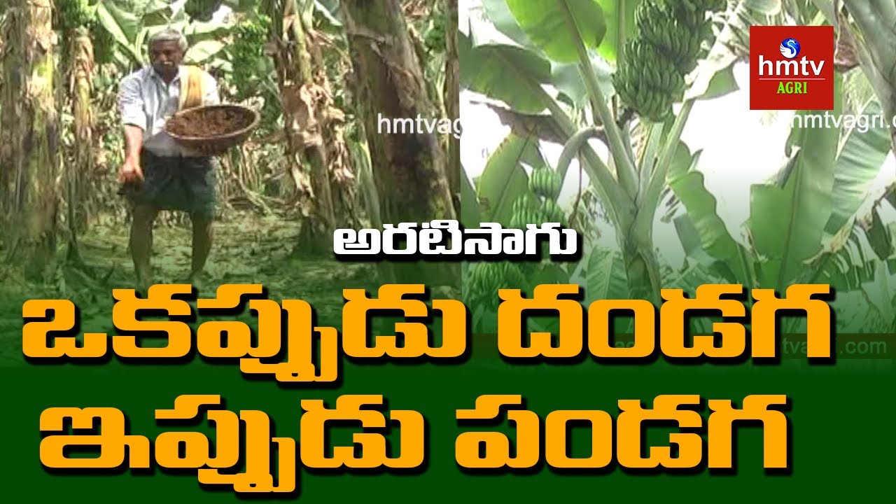 Banana Cultivation | Annavaram Village | Guntur | hmtv Agri