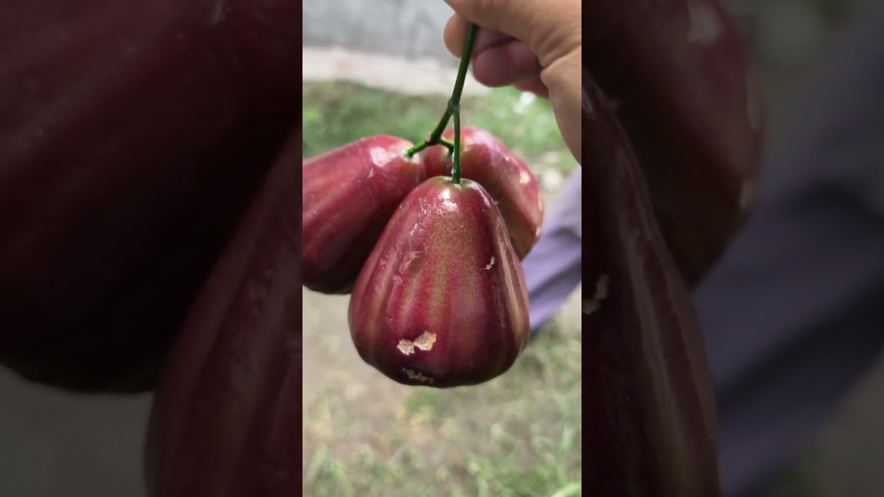 Panen Tipis Tipis Jambu Air Madu Dalhari 