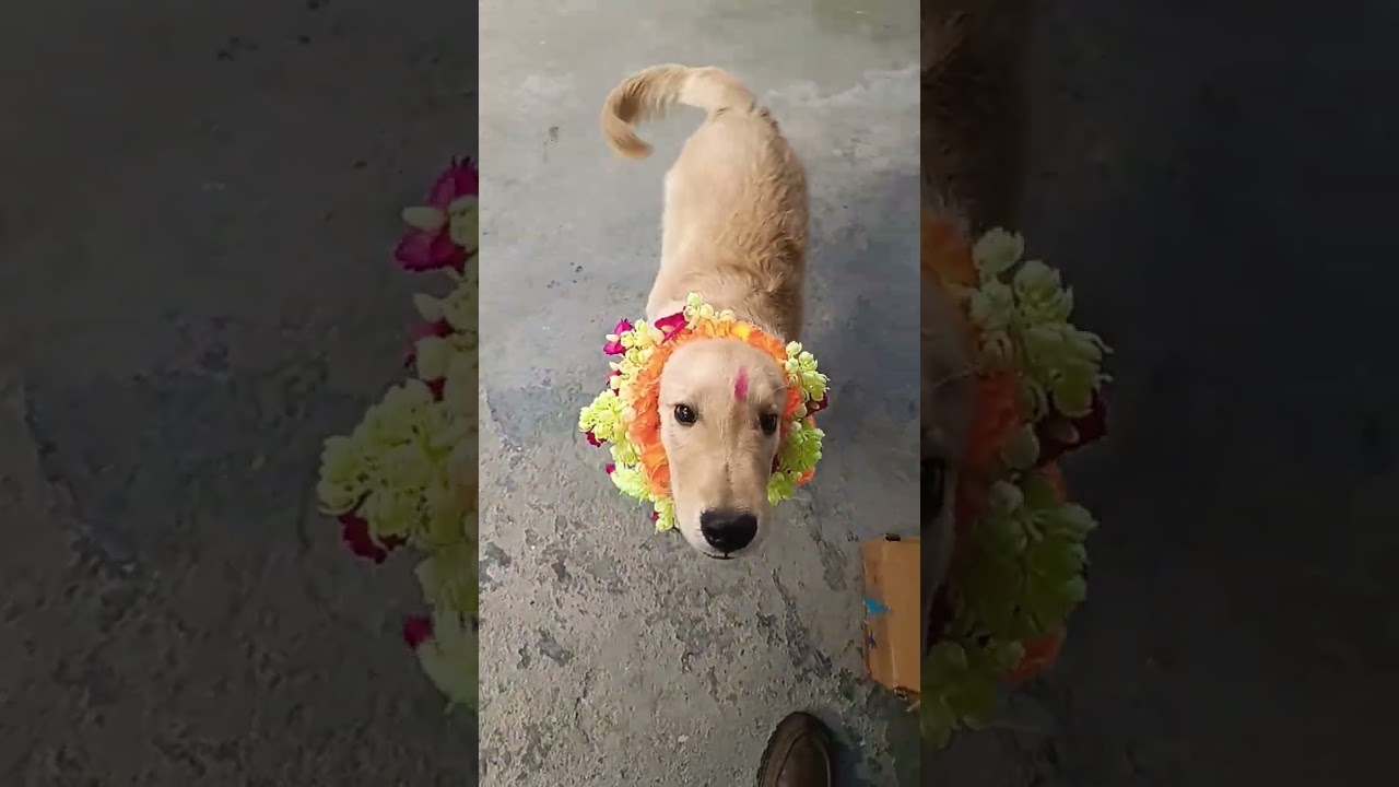Leo garland. #goldenretreiver #goldenretriever #pets