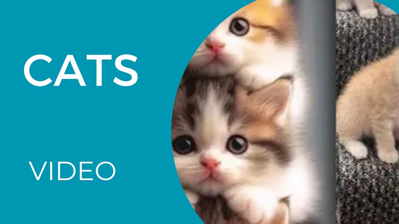 cats video