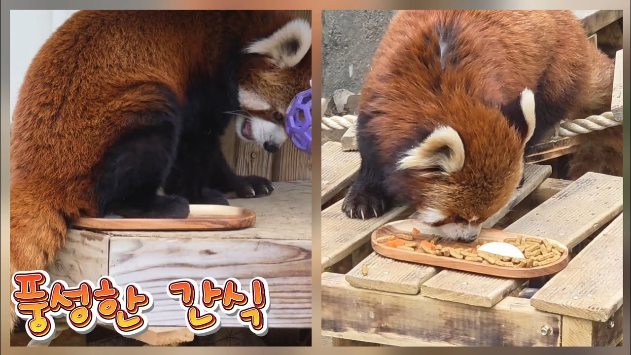 🗓20260224 레서판다 🎦풍성한 간식 | 편지쓰기(마킹)🎦 💕🦝레몬🦝레시💕