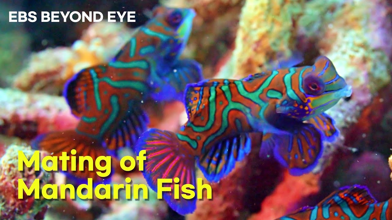 The Mating Process of Mandarin Fish