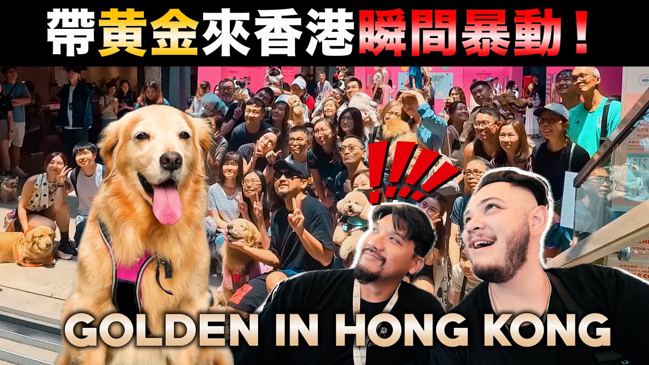 黃金獵犬在香港太紅了吧🐶【GOLDEN IN HONG KONG 】Money的香港初登場🇭🇰粉絲見面會太瘋狂啦！