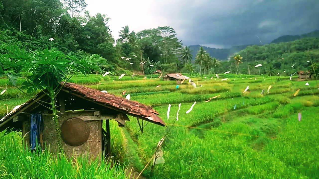 Menyusuri pematang sawah yang indah bikin betah || PERSAWAHAN DI INDONESIA