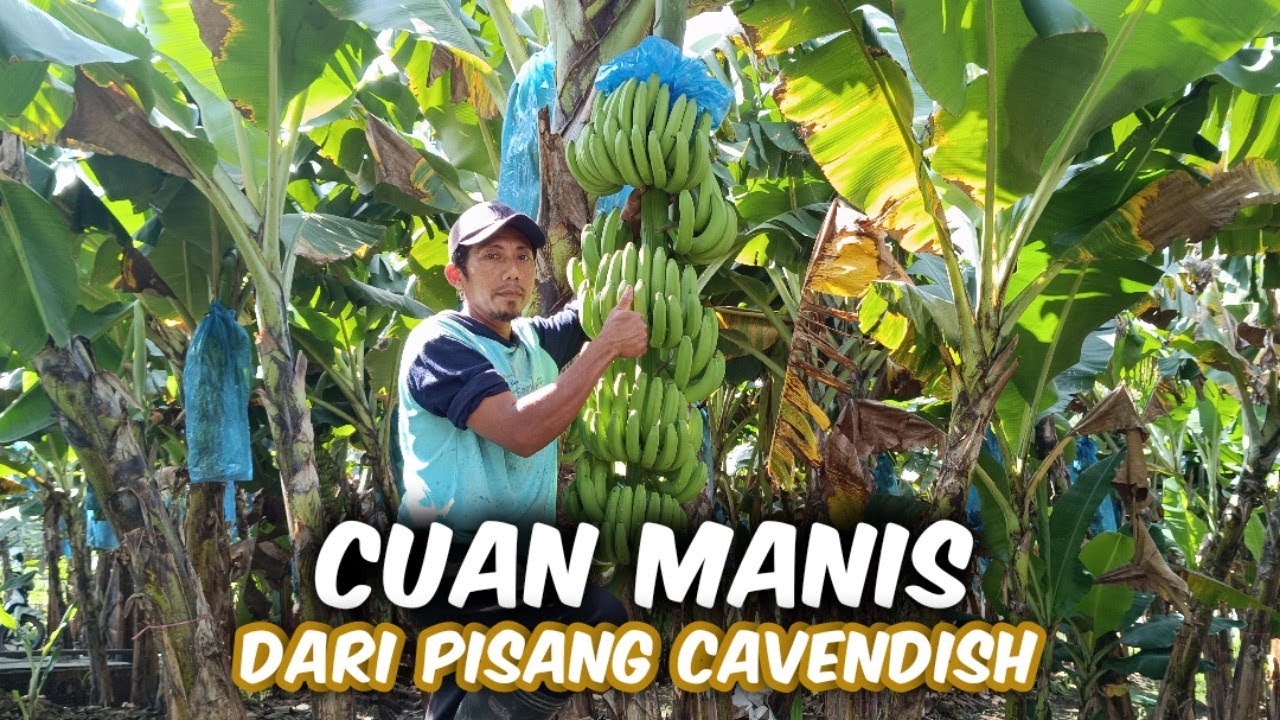 Prospek Pisang Cavendish Ternyata Masih Menjanjikan‼️Perawatan Buah Pisang Cavendish