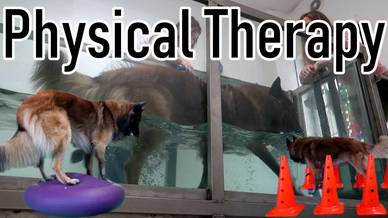 Dog Physical Therapy - How my Dog got Healthy after Broken Leg | Hydrotherapy & Exercises