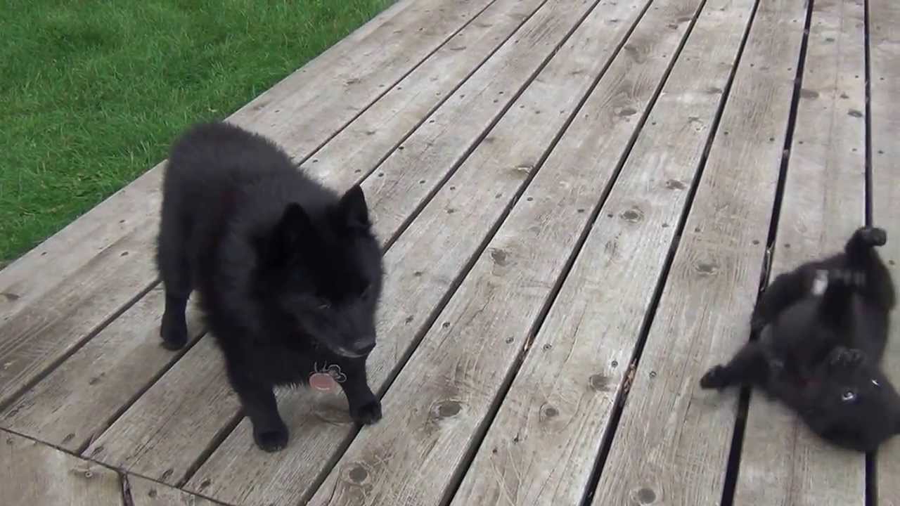 Shiba Inu and schipperke puppy playing