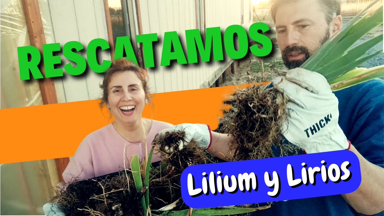 Rescate de lirios y liliums