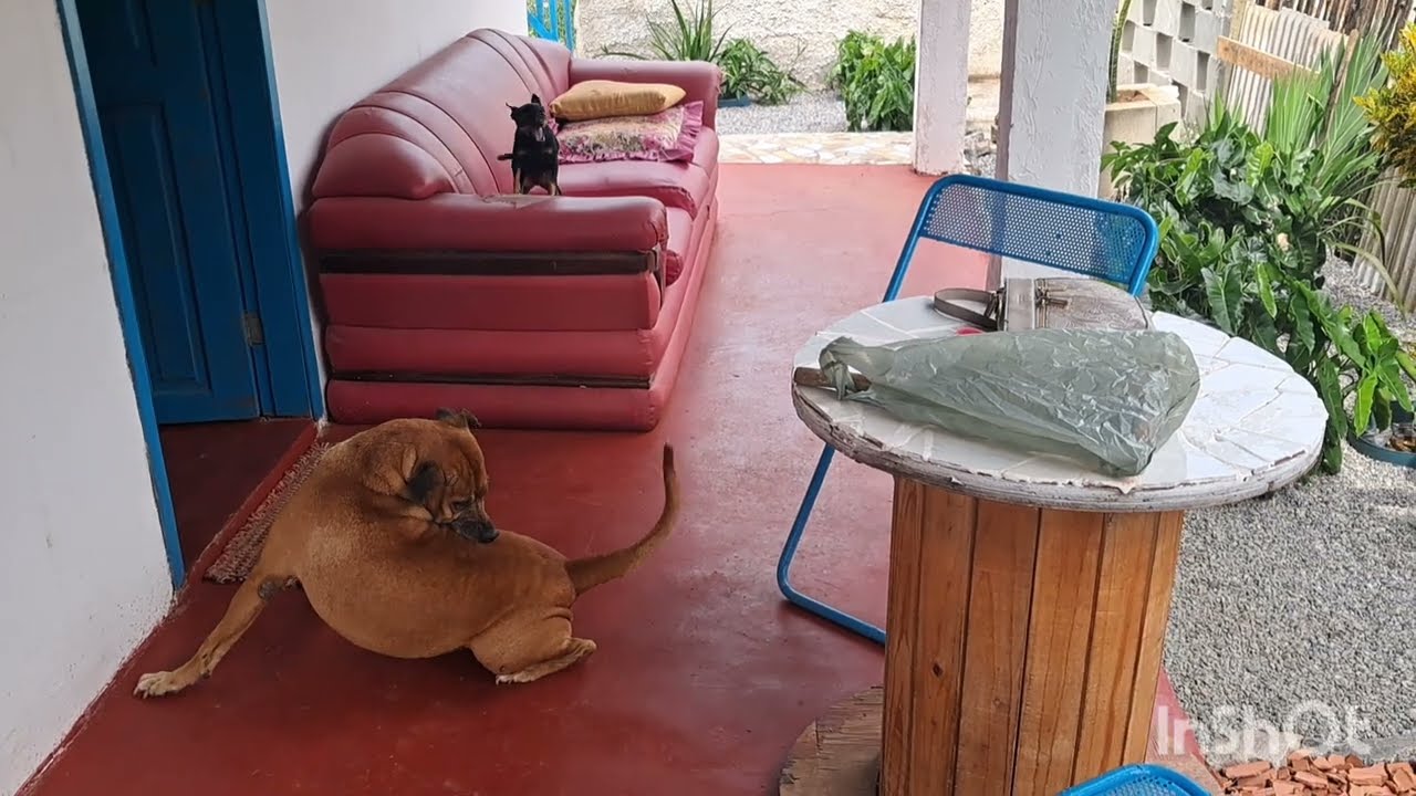 DIA MELHORES VIERAM / ROTINA, VIDA REAL