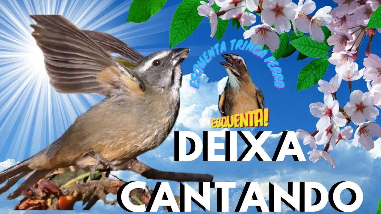 DESTRAVA Trinca ferro Macheando com Trinca ferro cantando Para Esquentar Trinca ferro