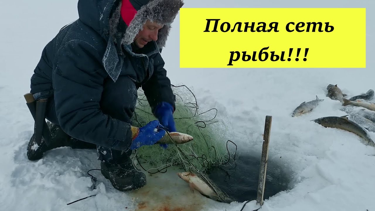 Полная сеть рыбы!