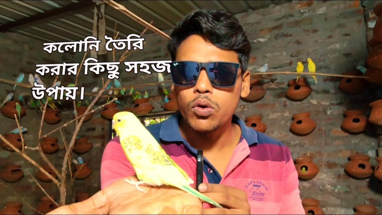 How to create a budgies calone