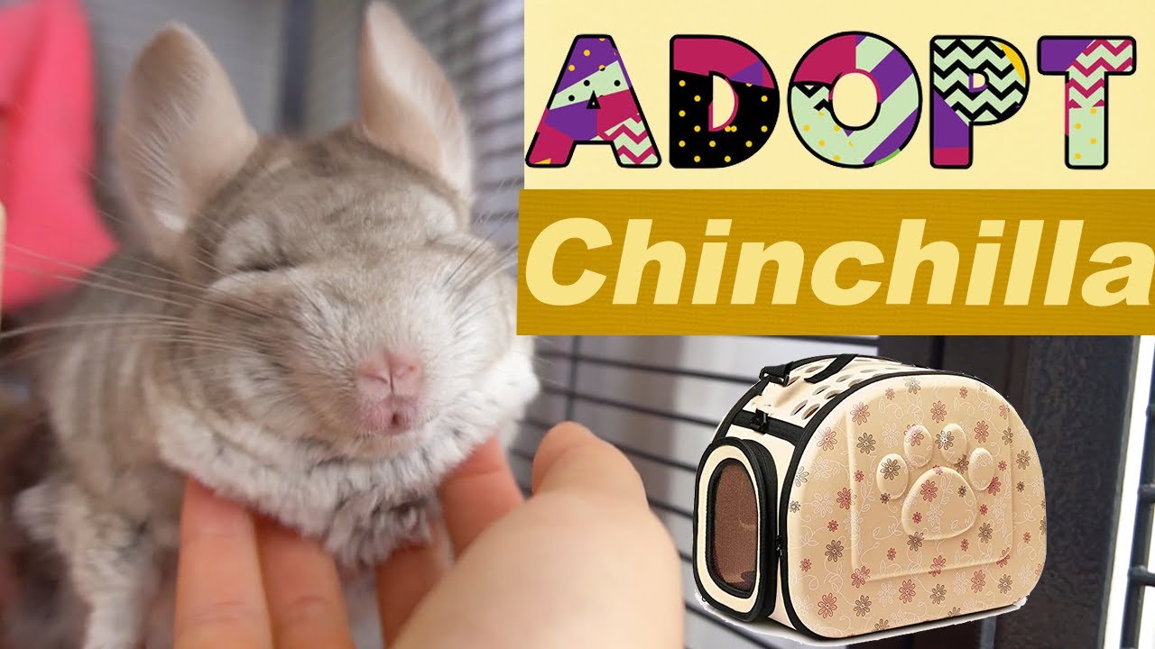 What To Prepare BEFORE You Adopt A Chinchilla