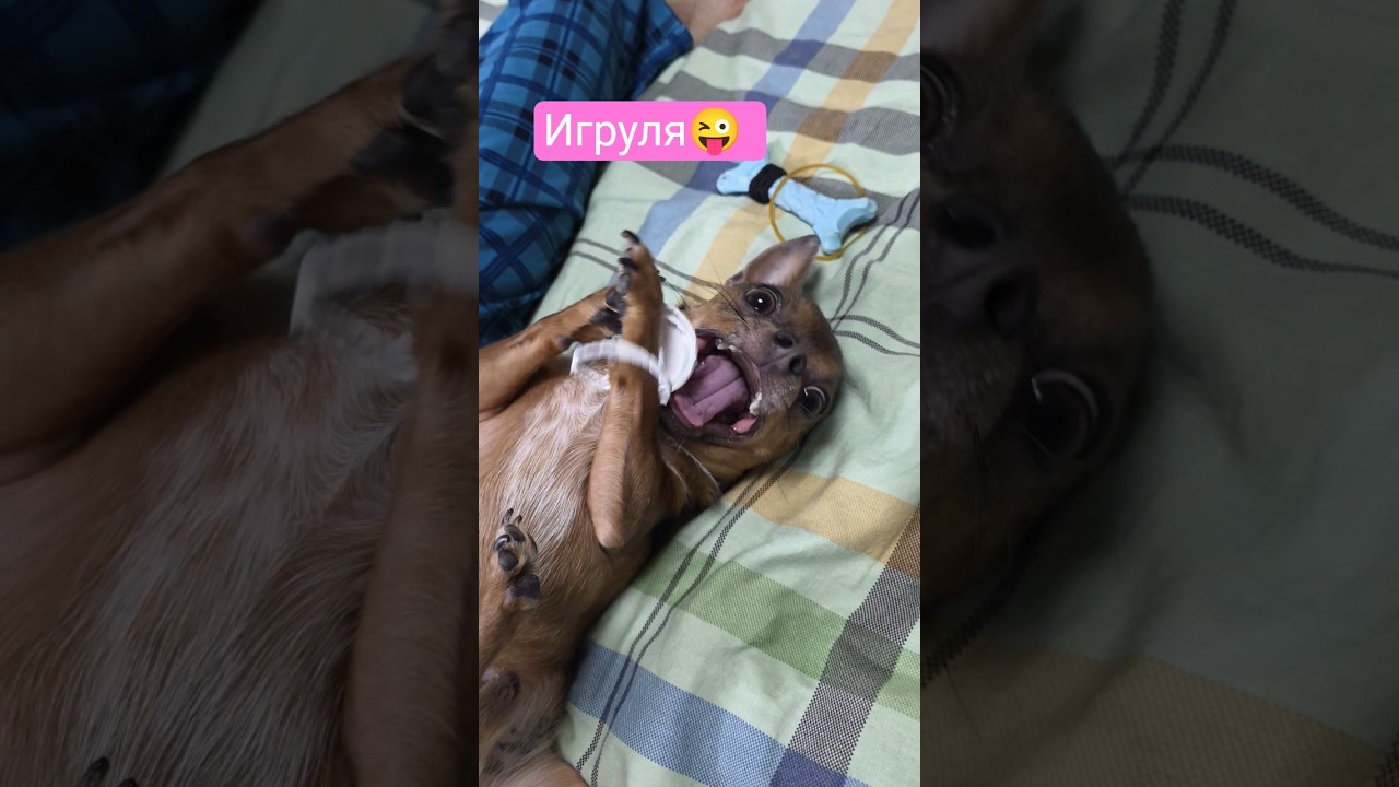 ИГРУЛЯ😜 #чихестовощи  #чихуахуа #милота #моясобака #марсюша #chihuahua #marcel_chih