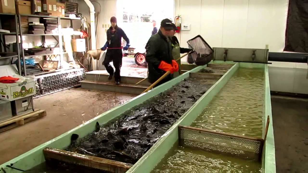 How to make a Trout....or a million of them.
