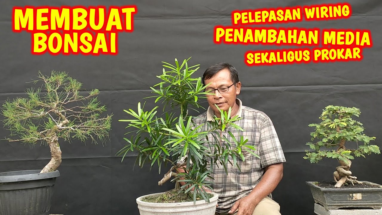 Cara Membentuk Gerak Dasar dan Membuat Bonsai Lohansung Lengkap
