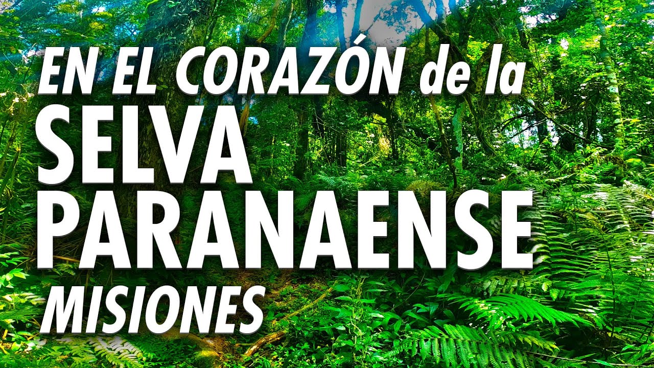 En el 💚 CORAZÓN 💚 de la SELVA PARANAENSE - PARQUE PROVINCIAL URUGUA-Í