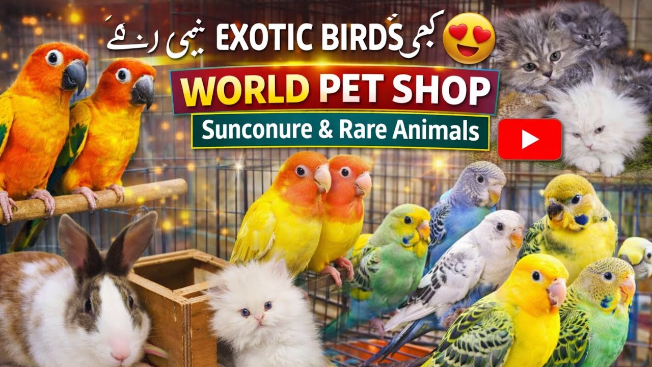 World Pet Shop Vlog 🐦 | Sunconure, Budgies aur Exotic Animals ka Amazing Collection