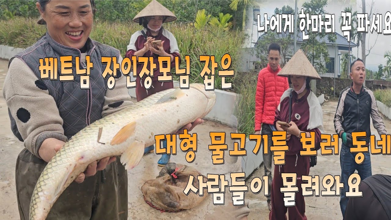 베트남 장인장모님이 대물 물고기를 잡았더니 동네 사람들이 사려고 몰려와요.
