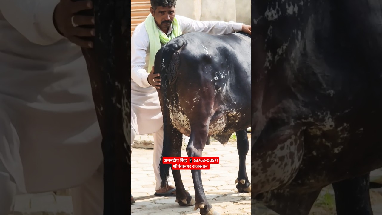 20 Letter Milk 👌 HF Sahiwal Cross Breed Cow For Sale 🎉 Sri Ganganagar Rajasthan #trending #farm #cow