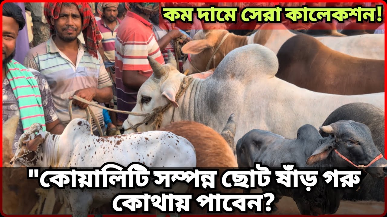 ছোট ষাঁড়: কম দামে সেরা কালেকশন! ২০২৬ মাংস ও কোরবানির বরদাম দেখে নিন। #gorurhaat #animallover 