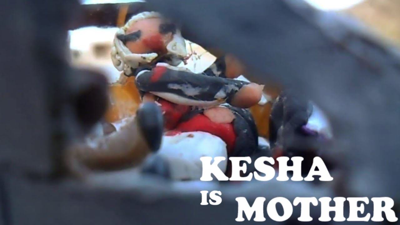 Kesha - JOYRIDE. 'Clay Edition' 