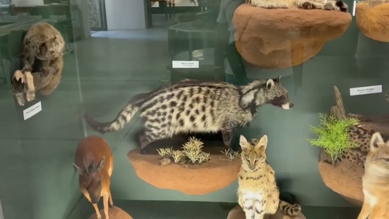 The Graeme Naylor Museum, Moholoholo