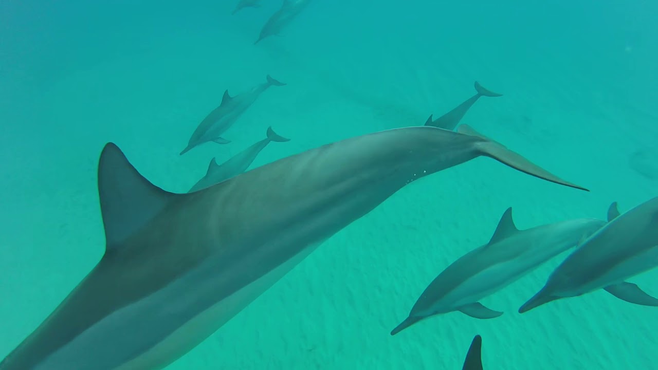 GoPro Swimming with Wild Dolphins in Mauritius