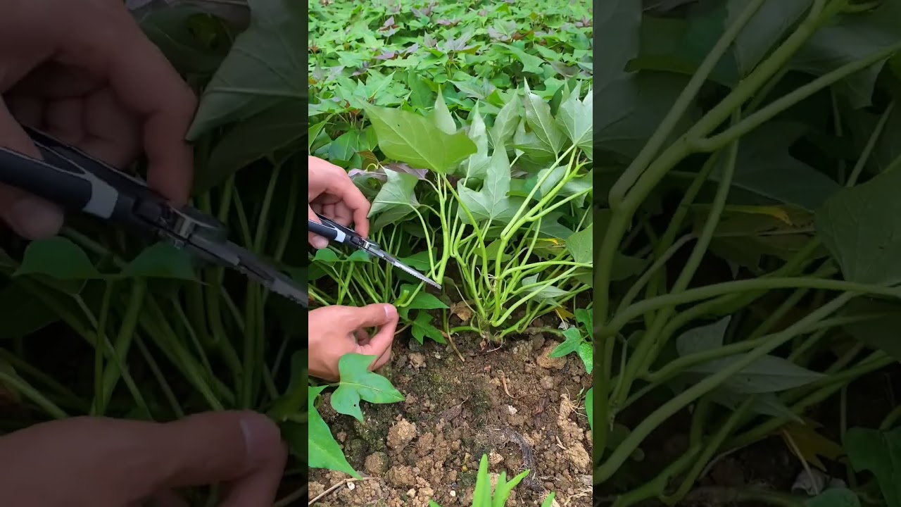 Sweet Potato Leaves Are Excellent For Vegetable Dishes #satisfying #shortsvideo
