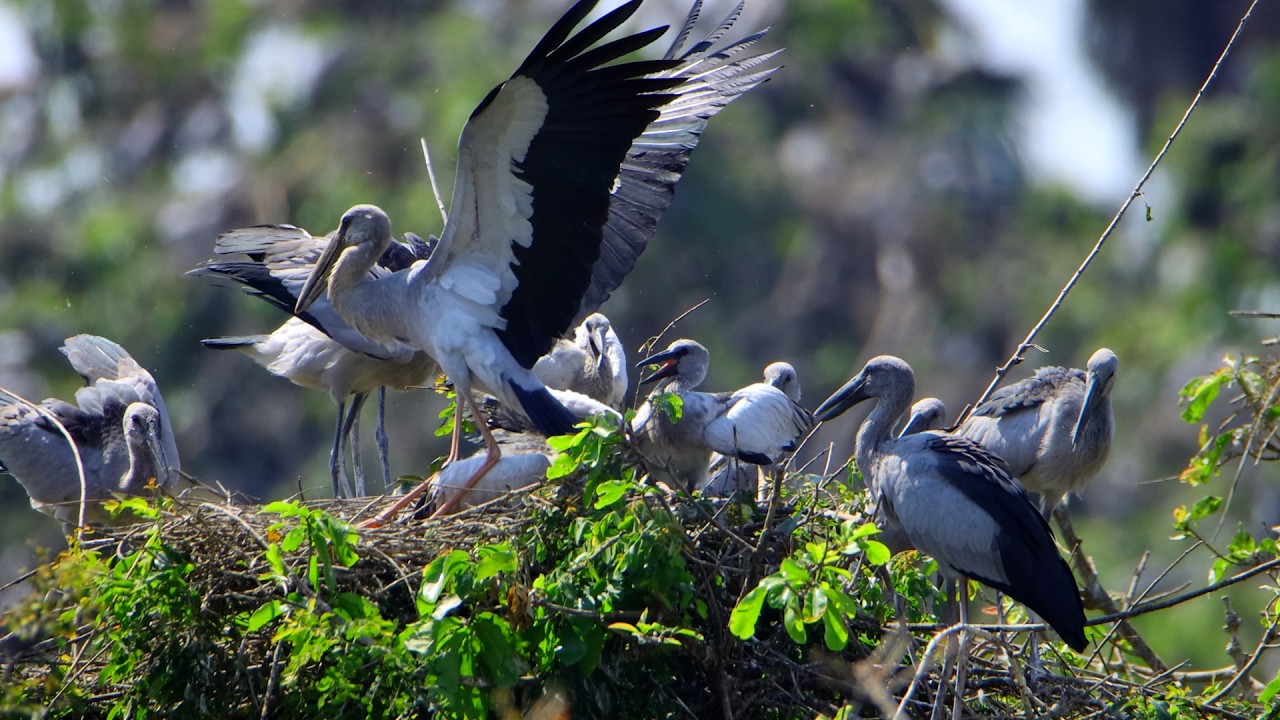 Documentary Of Geography Unlocking Flooded Forest Where Millions Of Bird Lives with Peace 0022