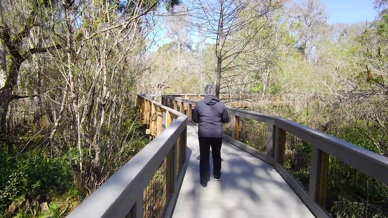 The Lettuce Lake Park Boardwalk