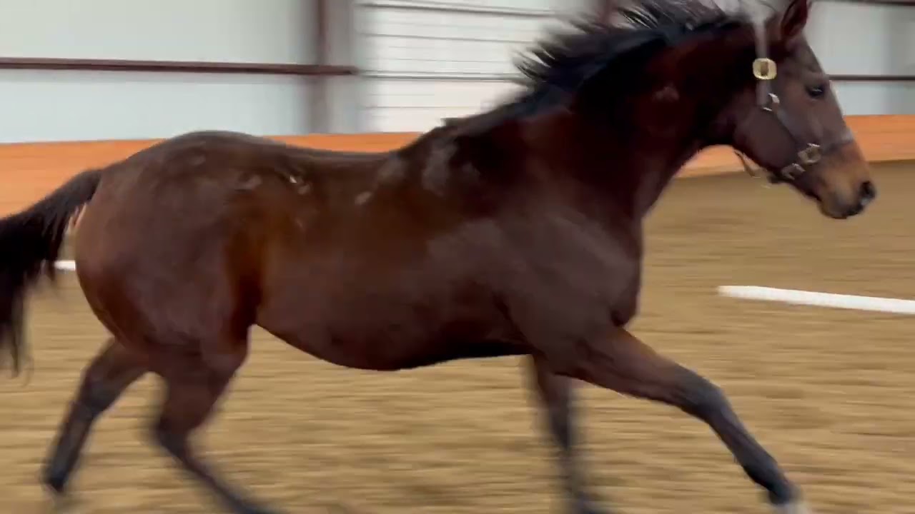 INSTINCT (at liberty) - Adoptable Thoroughbred Mare - New Vocations Racehorse Adoption
