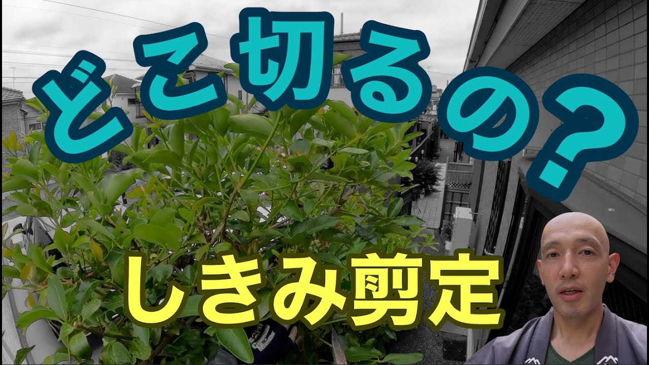 【２段階の作業】とりあえず全部の枝を輪郭に沿って剪定しましょう／その後に不要な太い枝を剪定していきます／剪定道／シキミ