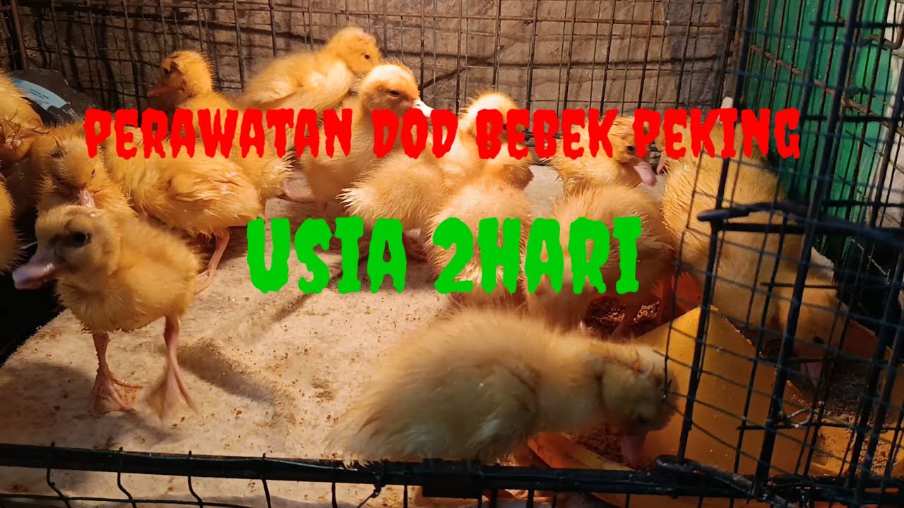 Perawatan dod bebek peking usia 2hari
