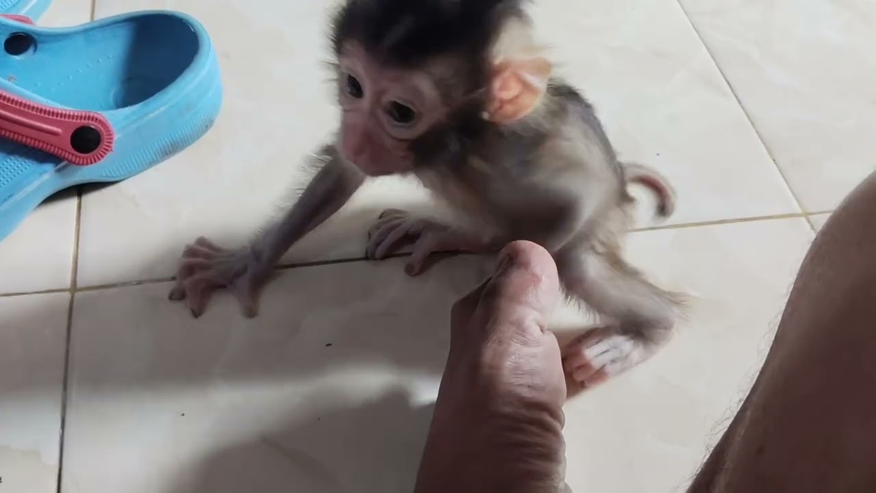 The baby monkey is very happy to play.